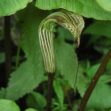 Arisaema concinnum - Feuerkolben