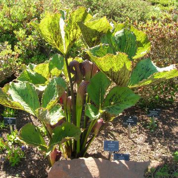 Arisaema elephas - Feuerkolben