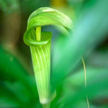 Arisaema erubescens - Feuerkolben