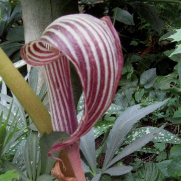 Arisaema fargesii - Feuerkolben