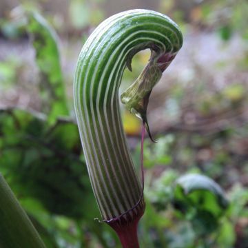 Arisaema galeatum - Feuerkolben