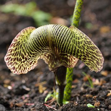 Arisaema griffithii - Feuerkolben