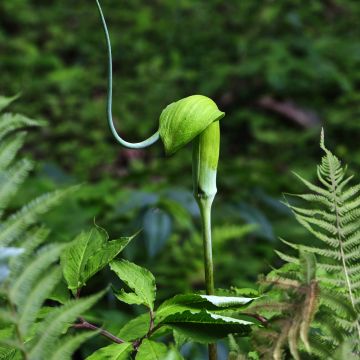 Arisaema tortuosum - Feuerkolben