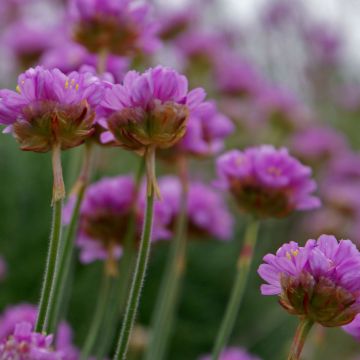 Armeria maritima splendens - Strand-Grasnelke