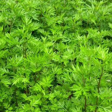 Gemeiner Beifuß - Artemisia vulgaris