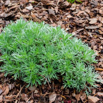 Zwerg-Silberraute Nana - Artemisia stelleriana