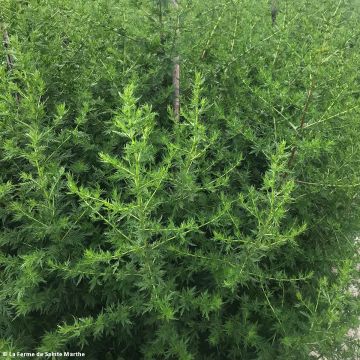 Einjähriger Beifuß Bio - Artemisia annua