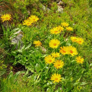 Arnika Bio - Arnica montana