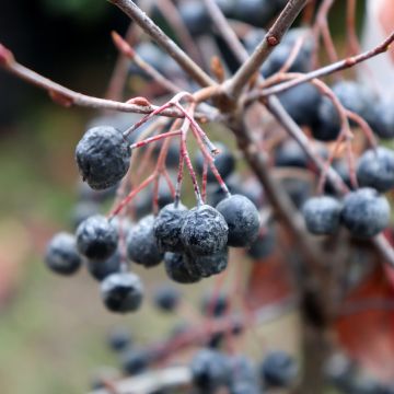 Aronia melanocarpa Hugin - Schwarze Apfelbeere