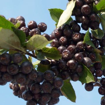 Pflaumenblättrige Apfelbeere Nero - Aronia