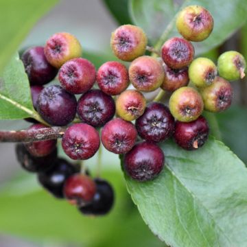 Pflaumenblättrige Apfelbeere Nero - Aronia