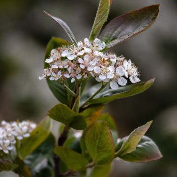 Pflaumenblättrige Apfelbeere Viking - Aronia