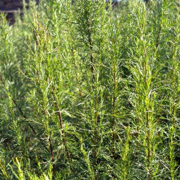 Eberraute Maritima - Artemisia abrotanum var. maritima