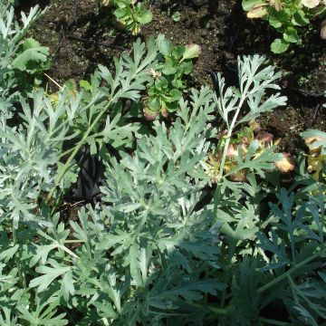 Wermut Lambrook Silver - Artemisia absinthium