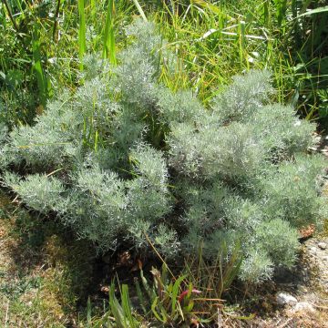 Kampferwermut Canescens - Artemisia alba