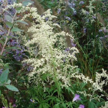 Weißblühender Beifuß - Artemisia lactiflora