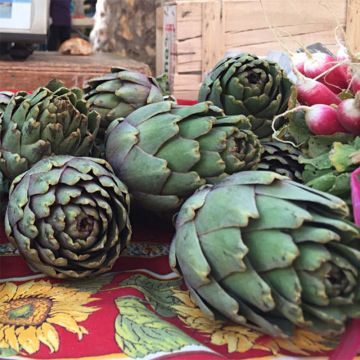 Artischocke Vert de Provence