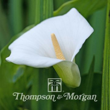 Zantedeschia aethiopica (Samen) - Zimmercalla