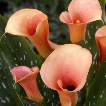 Calla Auckland - Zantedeschie