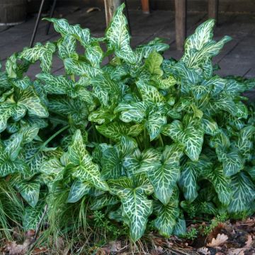 Arum italicum - Italienischer Aronstab