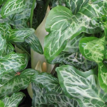 Arum italicum subsp. italicum Marmoratum - Geaderter Aronstab