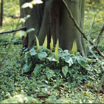 Arum maculatum - Gefleckter Aronstab