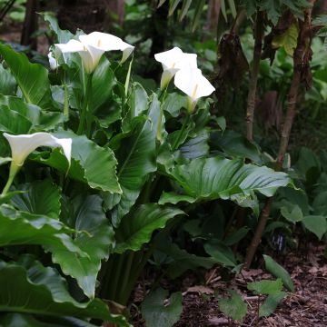 Zantedeschia aethiopica - Zimmercalla