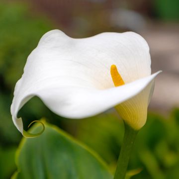 Zantedeschia Captain Marbella - Calla