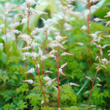 Aruncus aethusifolius - Zwerg-Geißbart