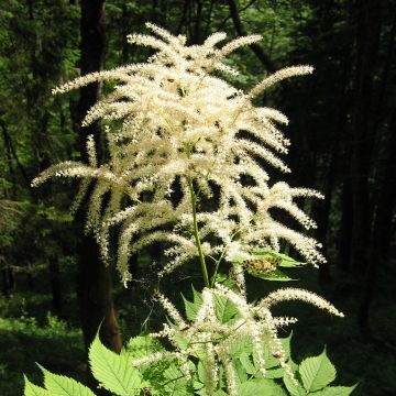 Aruncus dioïcus var. kamtschaticus - Wald-Geissbart