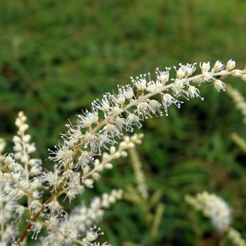 Aruncus dioïcus Kneiffii - Wald-Geissbart