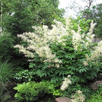 Aruncus Misty Lace - Geissbart