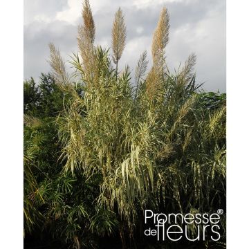 Arundo donax Aureovariegata - Spanisches Rohr