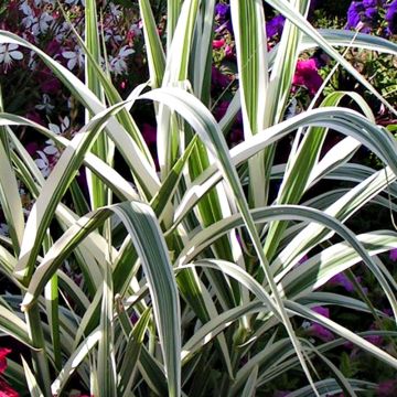 Arundo donax Variegata Versicolor - Canne de Provence