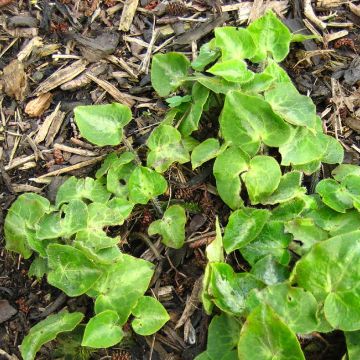 Asarum pulchellum - Haselwurz