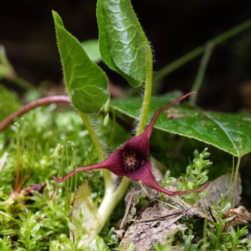 Asarum caudatum - Geschwänzte Haselwurz