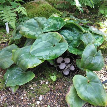 Asarum maximum Giant - Chinesische Haselwurz