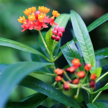 Asclepias curassavica - Curacao-Seidenpflanze