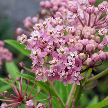 Asclepias incarnata - Rosablühende Seidenpflanze