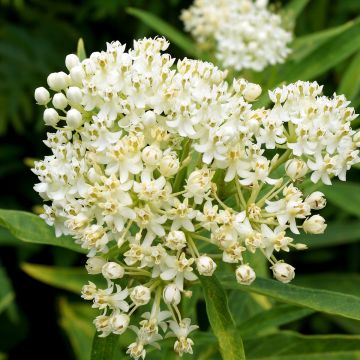 Asclepias incarnata Ice Ballet - Asclépiade