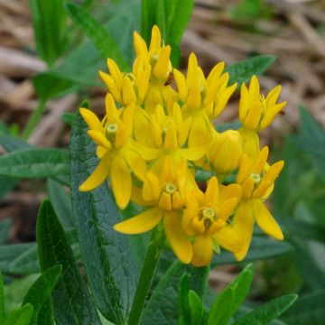 Knollige Seidenpflanze Jaune - Asclepias tuberosa