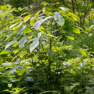 Papau - Asimina triloba