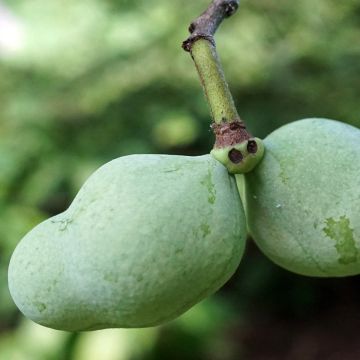 Papau Overlese - Asimina triloba