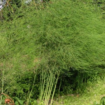 Asperge (en godet) - Asparagus officinalis