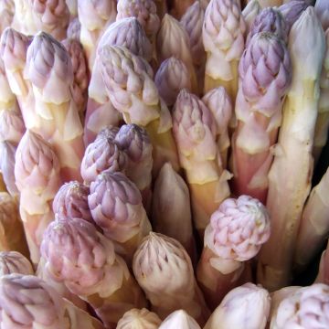 Spargel Argenteuil (Samen) - Asparagus officinalis