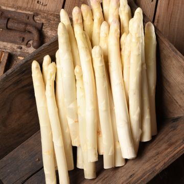 Spargel Argenteuil - Asparagus officinalis