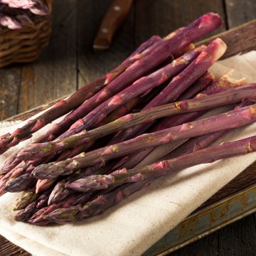 Asperge Jacq Ma Pourpre en griffes - Asparagus officinalis