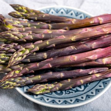 Spargel Rosalie F1 - Asparagus officinalis