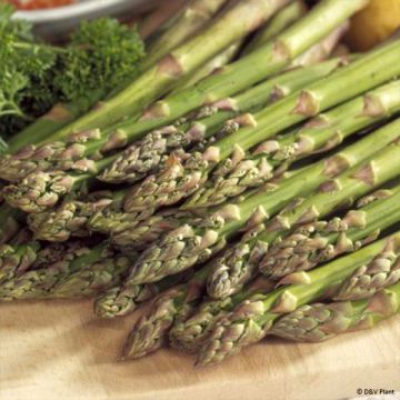 Spargel Mary Washington - Asparagus officinalis