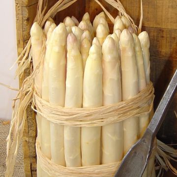 Asperge Lorella en griffes - Asparagus officinalis